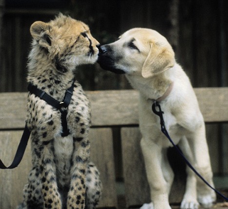 10 Unlikely Animal Friendships That Will Melt Your Heart Housemydog Blog