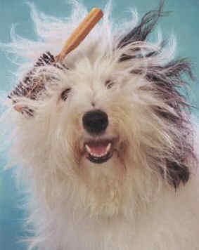 dogs with full hair