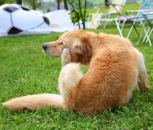 My Dog keeps Scratching a Sore! What to do?