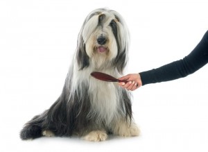 Brush your dog everyday