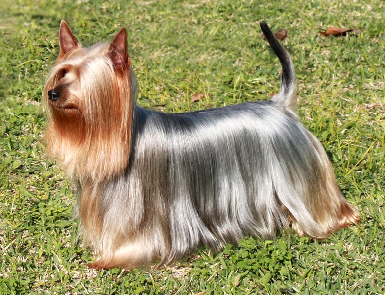 dogs with soft hair