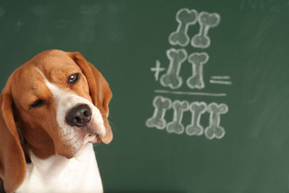 The Top 10 Smartest Dogs | HouseMyDog Blog