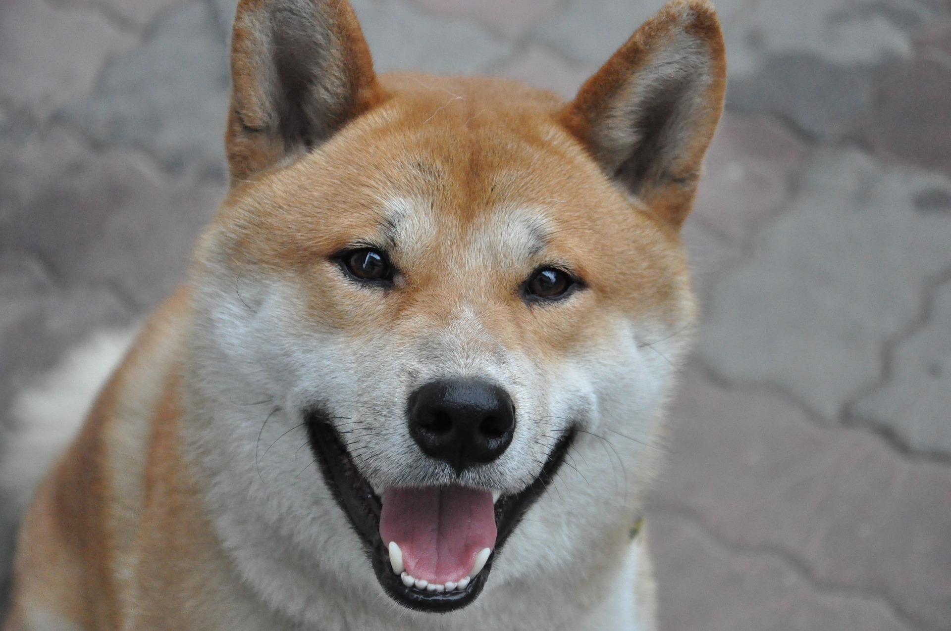 Shiba In You