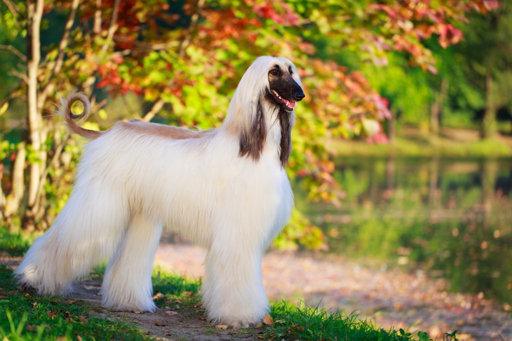 What You Need To Know About Hypoallergenic Dogs 